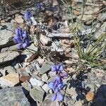 Polygala microphylla Fiore