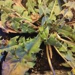 Taraxacum obovatum Yaprak