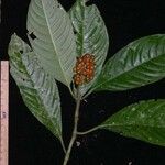 Palicourea stenostachya Drugo