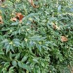 Sarcococca orientalis Folio