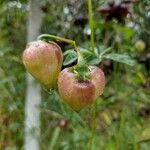 Distimake dissectus Fruit