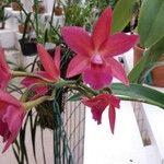 Cattleya wittigiana പുഷ്പം