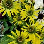 Silphium perfoliatum Çiçek
