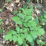 Actaea spicata Elinympäristö