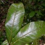 Vouarana guianensis List