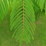 Anadenanthera colubrina ഇല