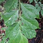 Casearia decandra Hoja