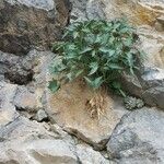 Physoplexis comosa 葉