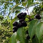 Phellodendron amurense Fruit