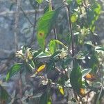 Barleria volkensii Leaf