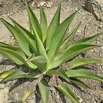 Agave shaferi Листок