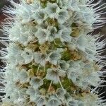 Echium hierrense Flors