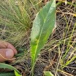 Crepis conyzifolia Folha