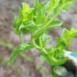 Heterotheca subaxillaris Leaf