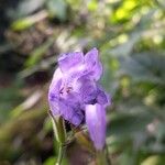 Strobilanthes glutinosa Кветка