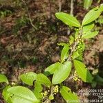 Erythroxylum deciduum Yaprak