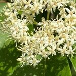 Cornus drummondii Blüte