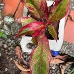 Aglaonema commutatum葉