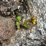 Sedum alpestre Habitat