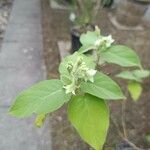 Solanum abutiloides Blüte