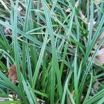 Carex sylvatica Blad