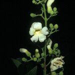 Amphilophium elongatum Flor