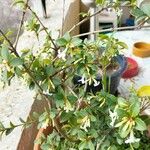 Osmanthus delavayi Alkat (teljes növény)