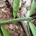 Elaeophorbia drupifera Φύλλο
