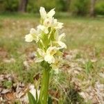 Dactylorhiza insularis Flower