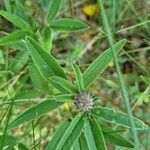 Trifolium alpestre Foglia