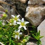 Moehringia ciliata Flower