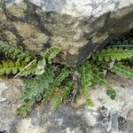 Asplenium ceterach Feuille