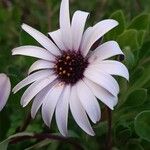 Dimorphotheca fruticosa Kukka