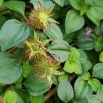 Dissotis rotundifolia Цветок