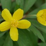 Anemone ranunculoides Цвят