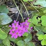 Oxalis violacea 花