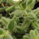 Delosperma echinatum Habit