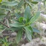 Myoporum laetumLeaf