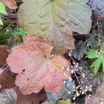 Heuchera micranthaΦύλλο