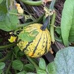 Cucurbita moschataFruit