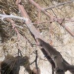 Vachellia hebeclada Кора