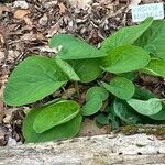 Mertensia virginica Leaf
