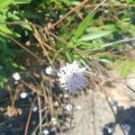 Cephalaria transylvanica Flor