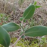 Coronilla scorpioides Leaf
