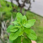 Euphorbia peplus Blad