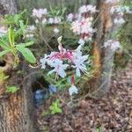 Rhododendron canescens Hoja