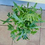 Phlebodium aureum 整株植物