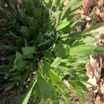 Grindelia integrifolia পাতা