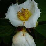 Stewartia pseudocamellia Flor