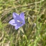 Campanula rotundifolia Květ